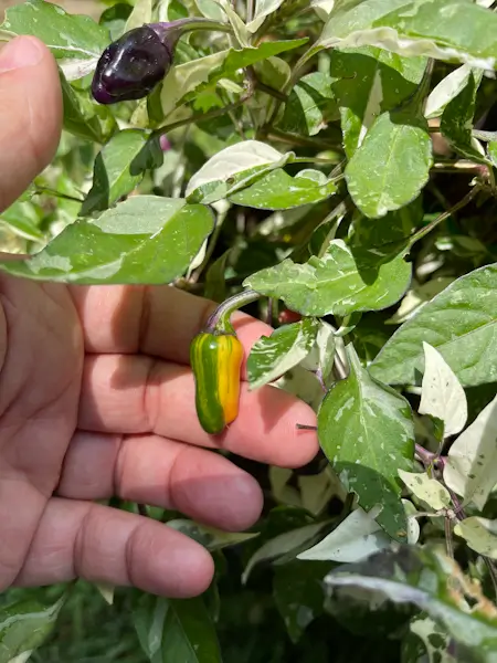 Anguria Pepper Anguria Pepper